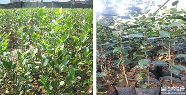 溧城鎮(zhèn)油茶苗掛果周期 溧城鎮(zhèn)油茶苗掛果周期