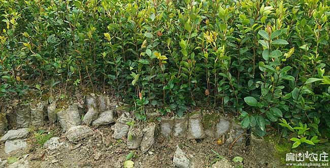 永勝縣茶樹林幼林撫育 永勝縣茶樹林幼林撫育