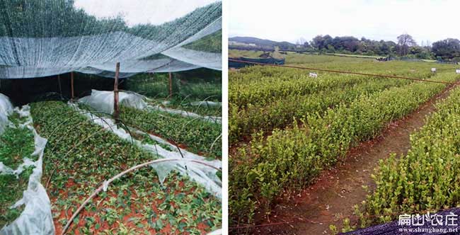 信陵扁山油茶分布的規(guī) 信陵扁山油茶分布的規(guī)
