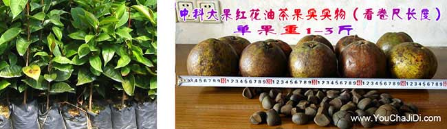 孛畈中國(guó)人喜歡喜歡用 孛畈中國(guó)人喜歡喜歡用