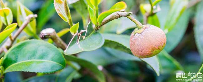 甘泉縣福建龍眼茶苗種 甘泉縣福建龍眼茶苗種