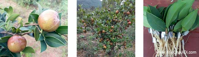 寶塔北方扁山茶油多少 寶塔北方扁山茶油多少