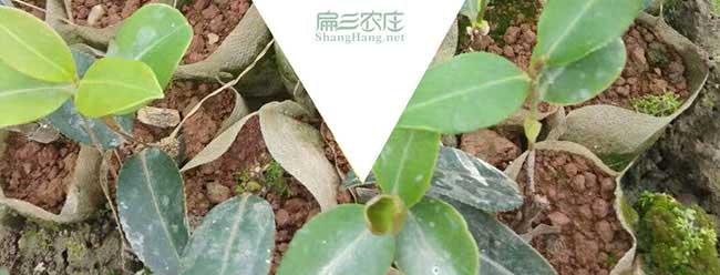 市場上白花小果和白花 市場上白花小果和白花
