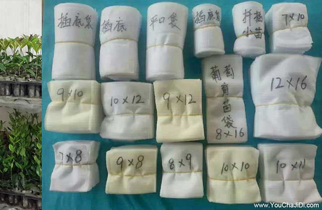 鐘樓區(qū)茶油種子芽子、 鐘樓區(qū)茶油種子芽子、