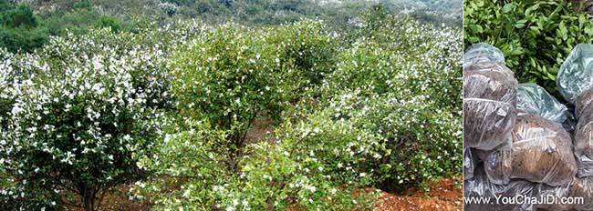 濉溪縣扁山油茶基地合 濉溪縣扁山油茶基地合
