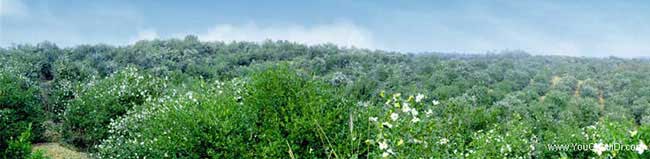 鹽田區(qū)油茶種植的氣候 鹽田區(qū)油茶種植的氣候