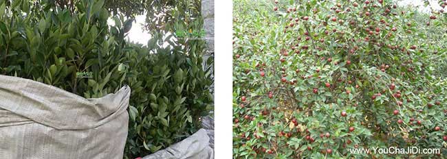 華容油茶苗掛果周期短 華容油茶苗掛果周期短