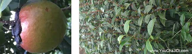 羅溪西方國(guó)家喜歡吃茶 羅溪西方國(guó)家喜歡吃茶
