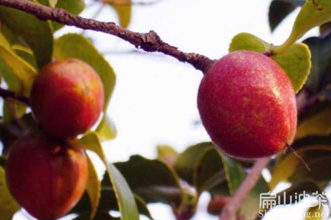 茶果批發(fā)
