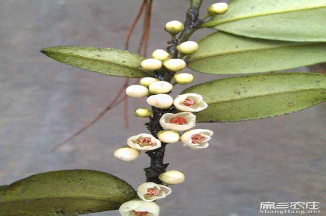 長(zhǎng)安茶油價(jià)錢分類介紹 長(zhǎng)安茶油價(jià)錢分類介紹