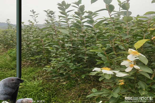 麟游縣茶油在國(guó)外受歡 麟游縣茶油在國(guó)外受歡