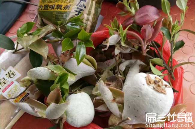 羅城豐產(chǎn)技術(shù)措施技術(shù) 羅城豐產(chǎn)技術(shù)措施技術(shù)