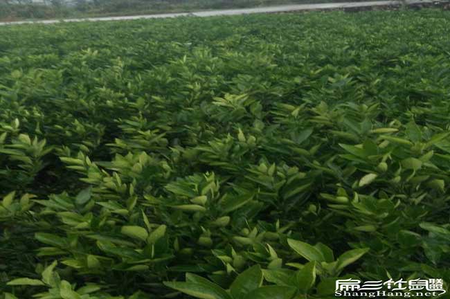 延安扁山發(fā)展油茶生產 延安扁山發(fā)展油茶生產
