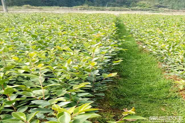 亦資茶樹苗栽植行珠距 亦資茶樹苗栽植行珠距