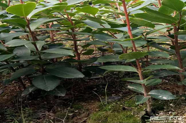 如果在南華種植油茶正 如果在南華種植油茶正