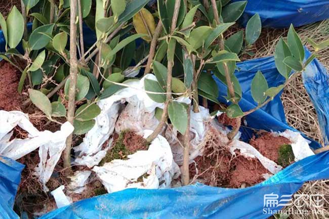 雍陽(yáng)鎮(zhèn)茶樹(shù)苗的整地技 雍陽(yáng)鎮(zhèn)茶樹(shù)苗的整地技