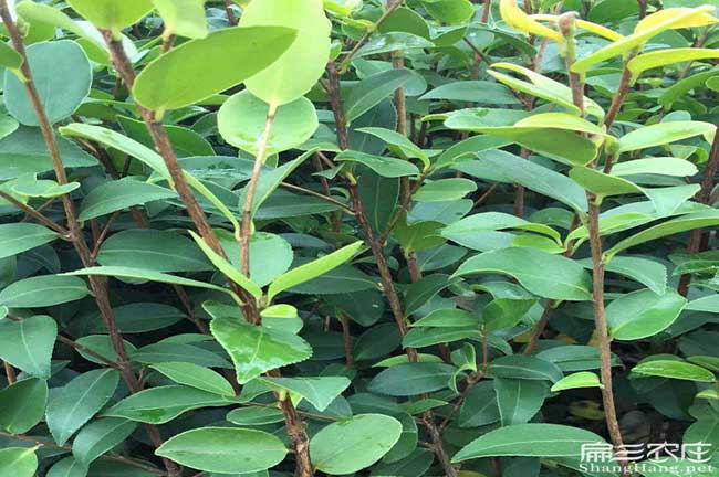 龍蟠油茶基地高度分類 龍蟠油茶基地高度分類