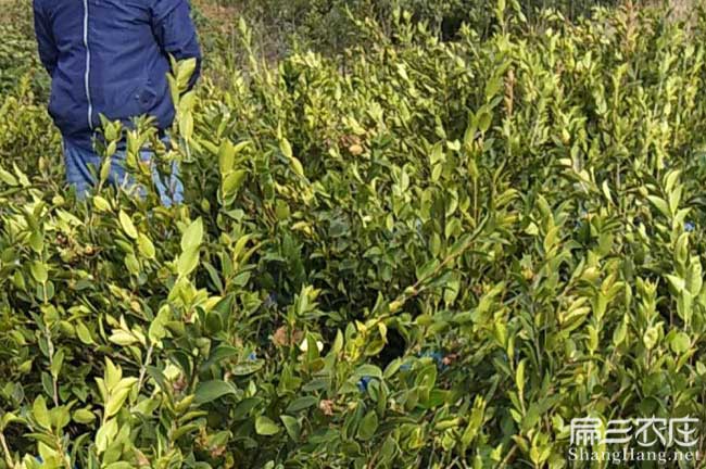 茶油在國外受歡迎問題 茶油在國外受歡迎問題