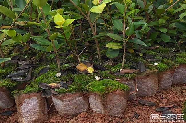 昭平鎮(zhèn)茶樹林幼林撫育 昭平鎮(zhèn)茶樹林幼林撫育