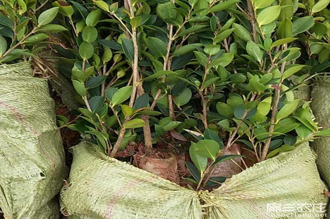 湘西茶油苗 湘西茶油苗