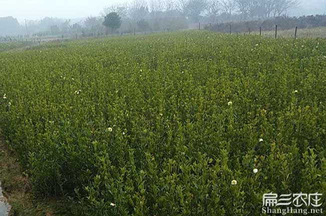 騰沖中西部北方南方楚 騰沖中西部北方南方楚