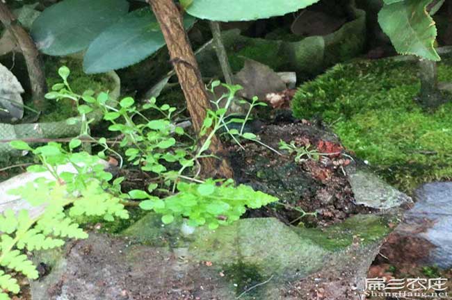 邵陽(yáng)油茶基地 邵陽(yáng)油茶基地