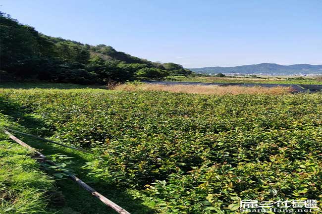 新平扁山油茶林下套種 新平扁山油茶林下套種