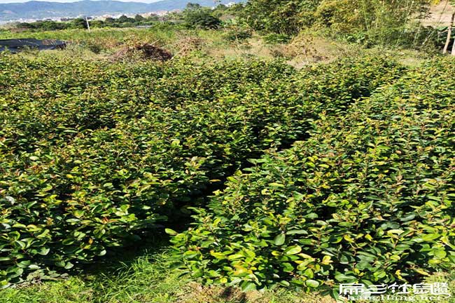 云南茶油在國(guó)外受歡迎 云南茶油在國(guó)外受歡迎