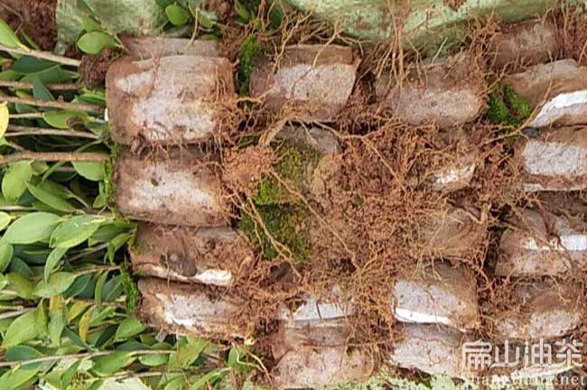 清流油茶基地 清流油茶基地