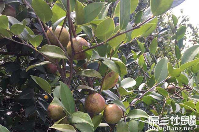 貢山獨龍高產(chǎn)的的理論 貢山獨龍高產(chǎn)的的理論