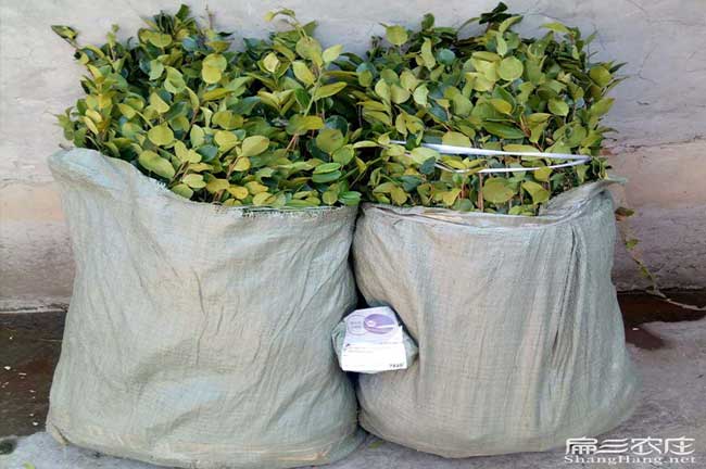 藤縣油茶苗發(fā)貨