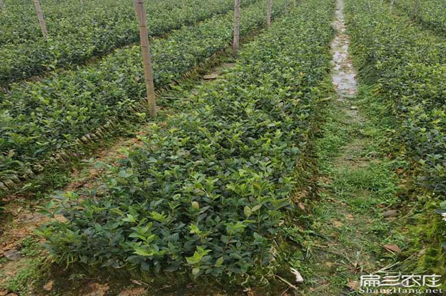 建水縣油茶苗掛果周期 建水縣油茶苗掛果周期