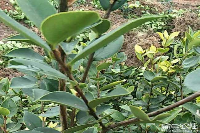 銅仁茶籽苗 銅仁茶籽苗