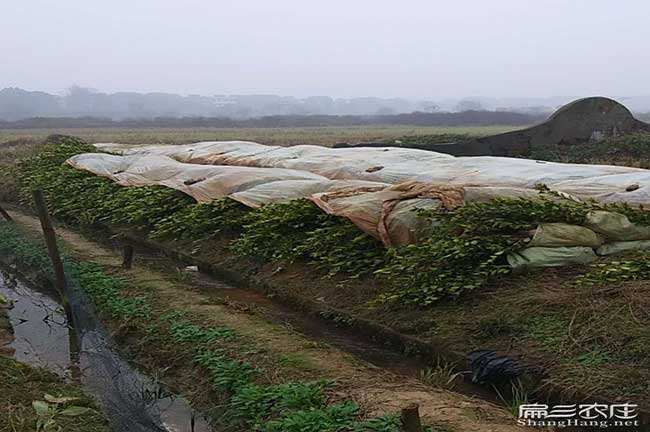城區(qū)街道南方種植油茶 城區(qū)街道南方種植油茶