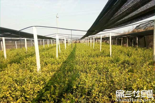 國安一畝茶樹苗可以產(chǎn) 國安一畝茶樹苗可以產(chǎn)