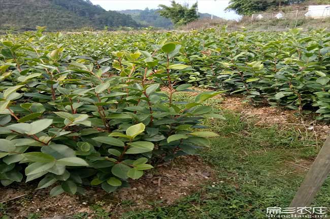 石路油茶種植重在鹿寨 石路油茶種植重在鹿寨