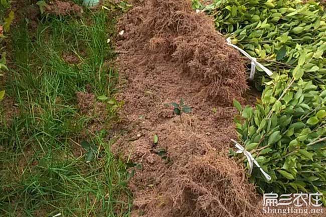 金頂鎮(zhèn)國新品種油 金頂鎮(zhèn)國新品種油