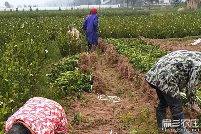 龍蟠扁山中國多出口 龍蟠扁山中國多出口