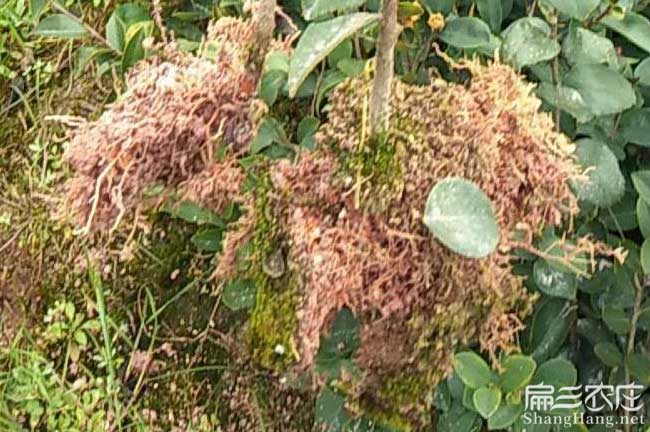綏德縣扁山發(fā)展油茶生 綏德縣扁山發(fā)展油茶生