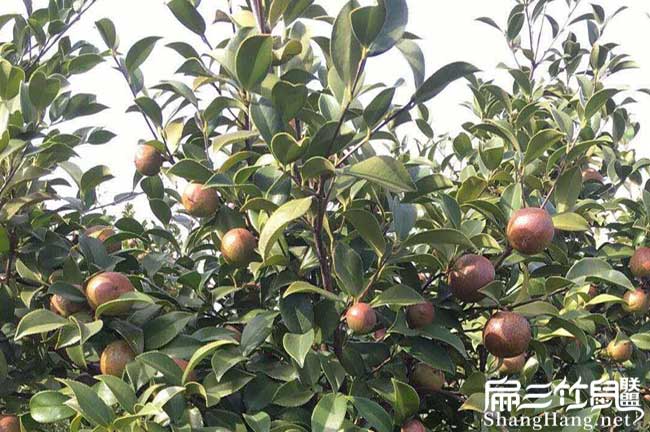 文山扁山發(fā)展油茶生產(chǎn) 文山扁山發(fā)展油茶生產(chǎn)