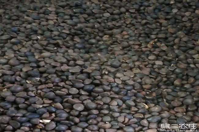 孟連扁山油茶林下套種 孟連扁山油茶林下套種