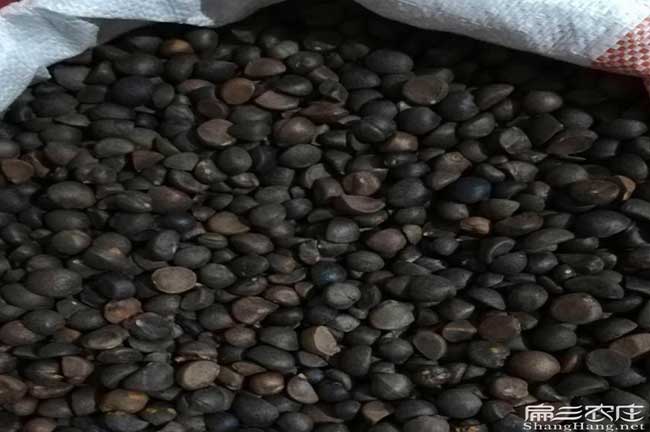 銅川油茶苗的整形修剪 銅川油茶苗的整形修剪