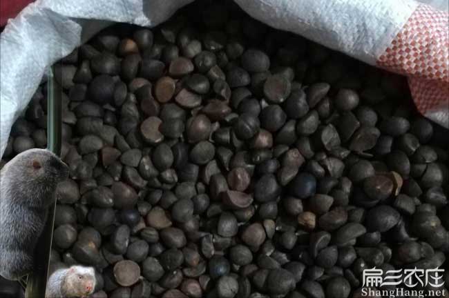 勻東油茶苗掛果周期短 勻東油茶苗掛果周期短