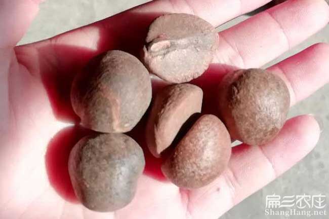 沙河鎮(zhèn)國內(nèi)集油茶 沙河鎮(zhèn)國內(nèi)集油茶