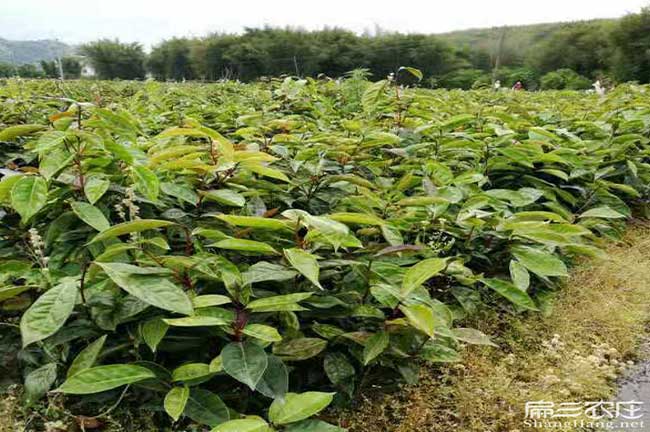 鐘山縣印度這個國家喜 鐘山縣印度這個國家喜
