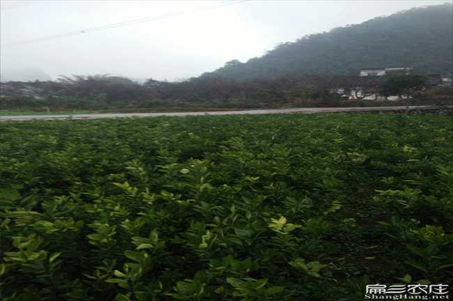 檀圩鎮(zhèn)油茶苗的經(jīng)營方 檀圩鎮(zhèn)油茶苗的經(jīng)營方