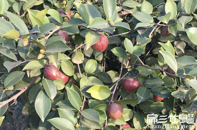 烏衣鎮(zhèn)油茶苗掛果周期 烏衣鎮(zhèn)油茶苗掛果周期