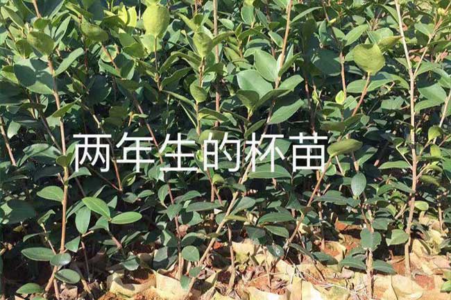 興寧區(qū)苗的霧化率與氣 興寧區(qū)苗的霧化率與氣