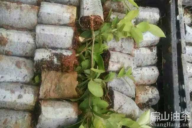 江蘇油茶杯苗 江蘇油茶杯苗