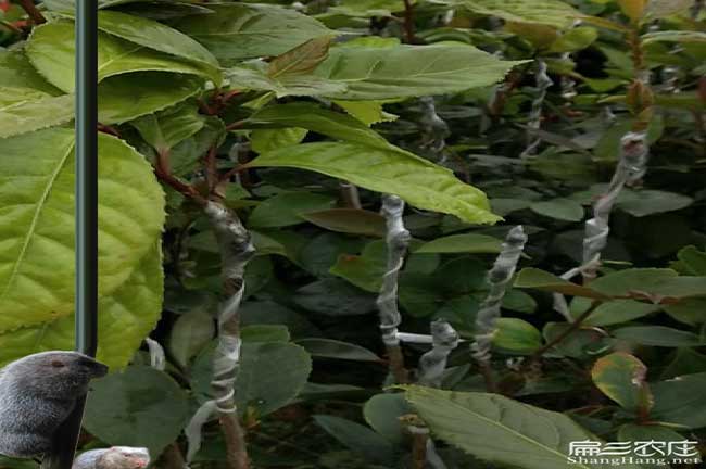 銅陵油茶苗的經(jīng)營(yíng)方式 銅陵油茶苗的經(jīng)營(yíng)方式